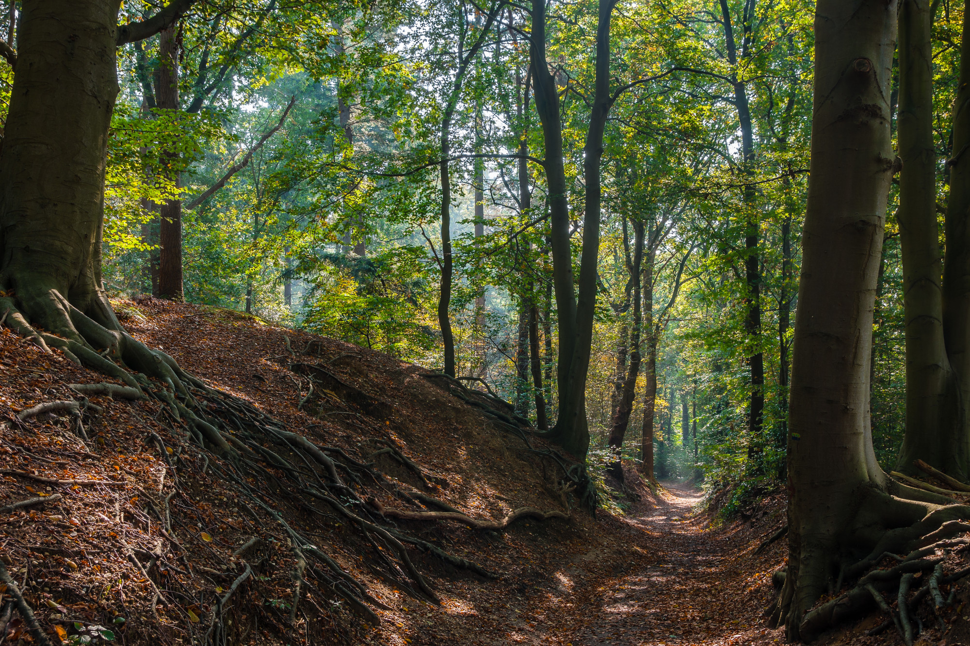 Wandelroute De Lochemse Berg